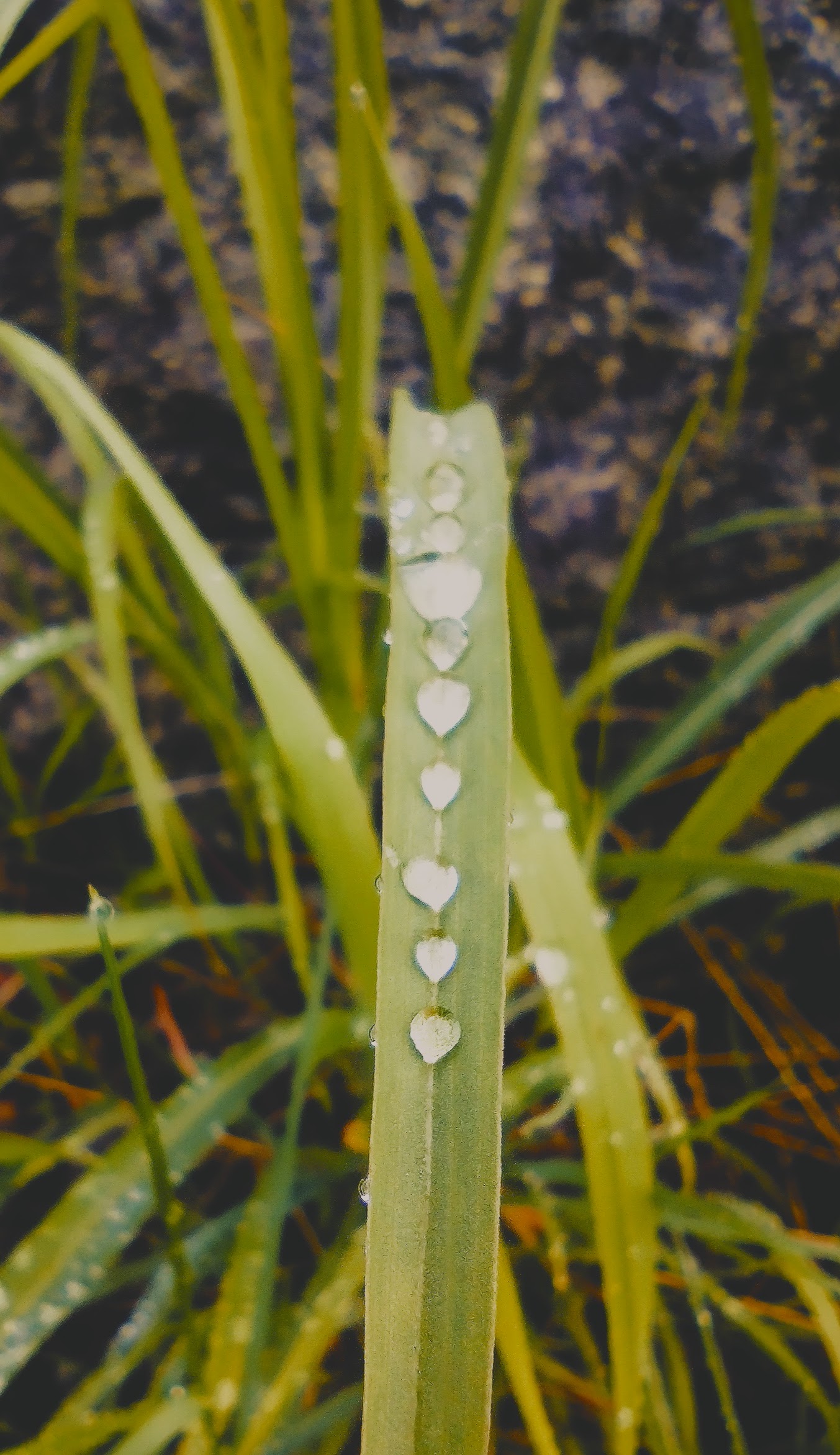 grass with waterdroplets